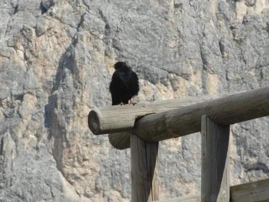 Baita Segantini - Gracchio Alpino