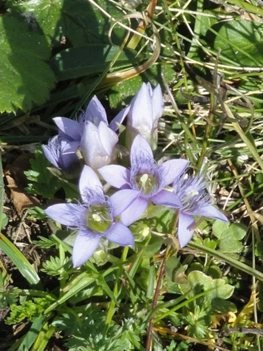 Genzianella a denti ineguali
