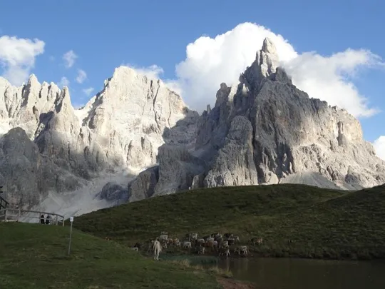 Baita Segantini - Vitelli all'abbeverata