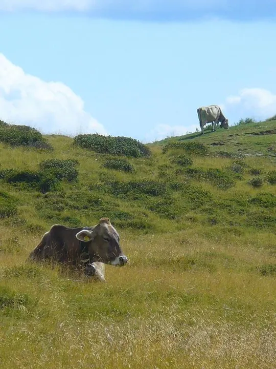 Mucche al pascolo