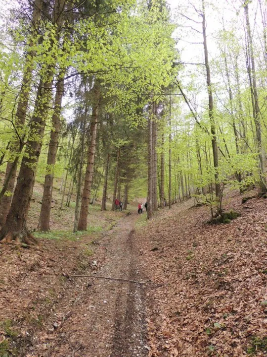 La strada sale nel bosco