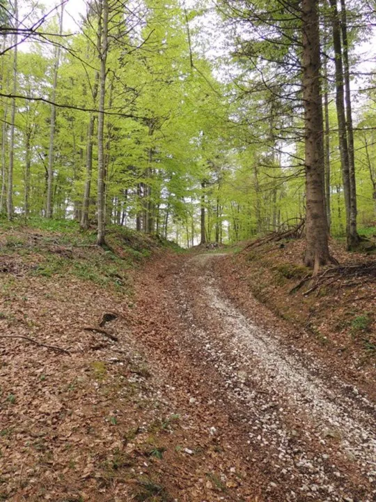 Il percorso nel bosco