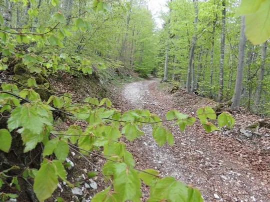 Il percorso nel bosco
