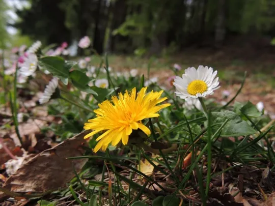 Fiori di Tarassaco e Margherita