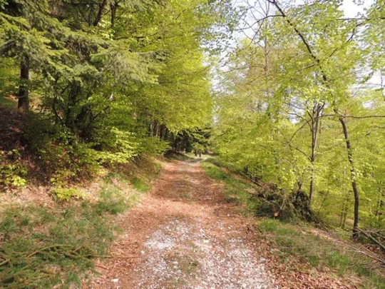 Il percorso segue la comoda carrareccia nel bosco