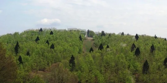 Il bosco del Monte Cogolin punteggiato di abeti e sulla cima il complesso Le Laite