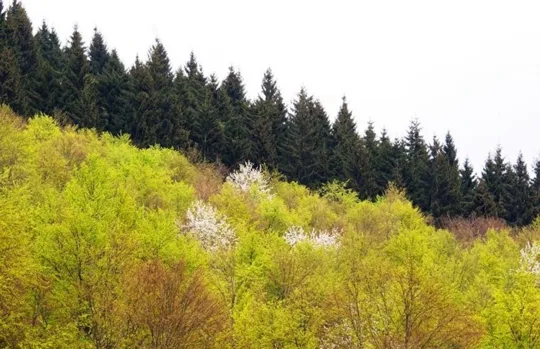 Boschi sul Monte Malcroba
