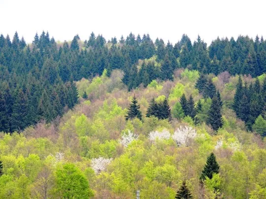 Biancoia Val Lastaro