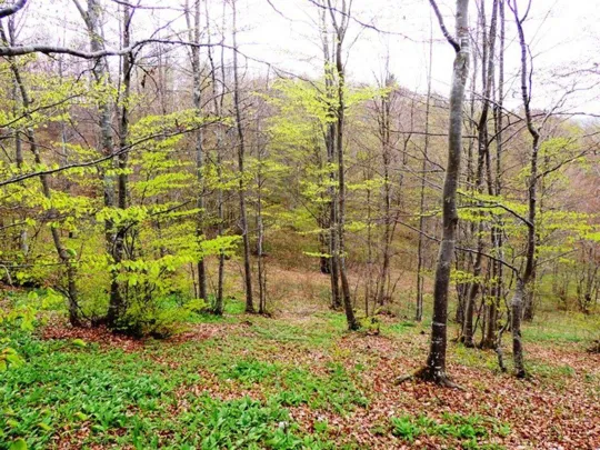 Biancoia Val Lastaro