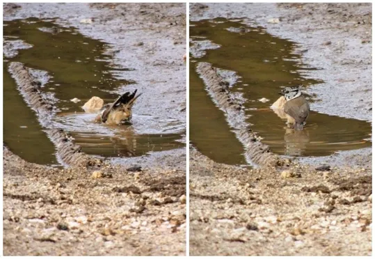 Biancoia Val Lastaro