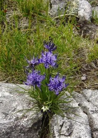 Colbricon - Giacinti selvatici