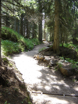Colbricon - Il sentiero nel bosco