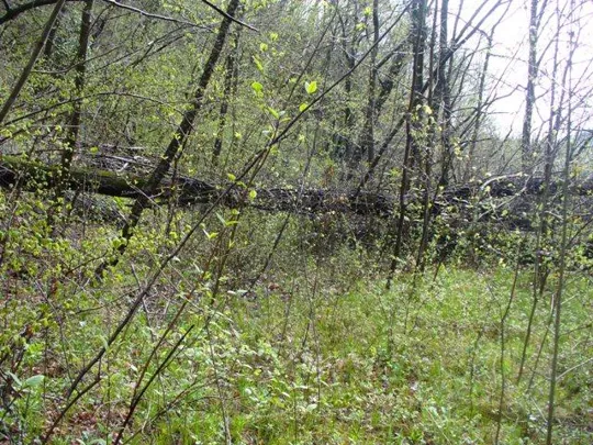 - Forte Cornolò - Ostacoli nel sentiero