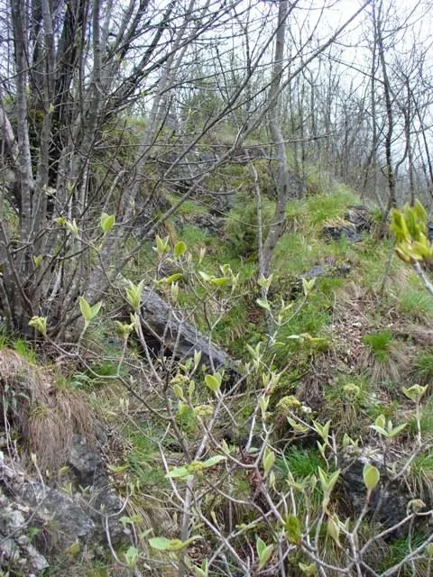 Forte Cornolò - Trincee