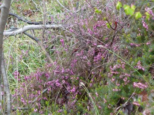 Forte Cornolò - Erica