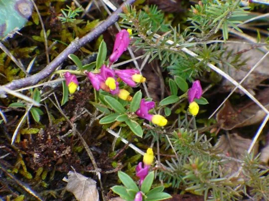 Forte Cornolò - Fiori