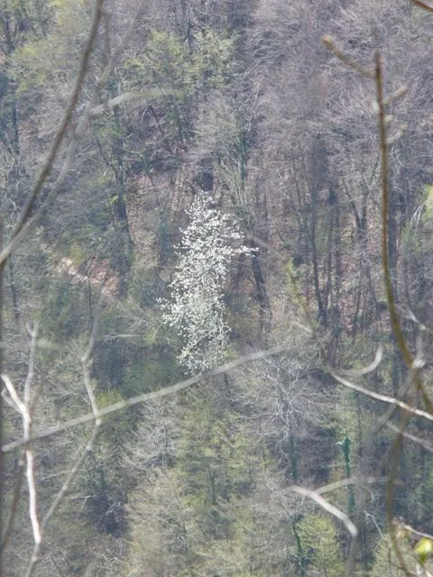 Forte Cornolò - Ciliegio