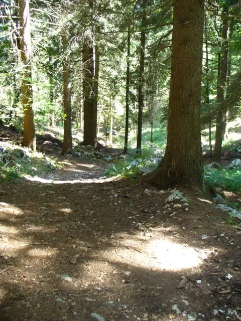 Alta Kugela - il percorso nel bosco