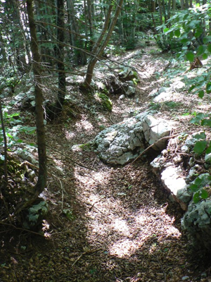 Alta Kugela - Il sentiero nel bosco