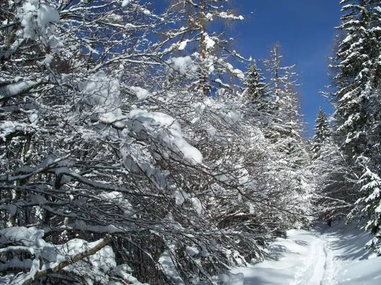 Malga Grava - Si cammina all'altezza dei rami, da tanta neve