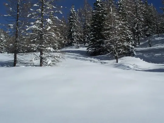 Malga Grava - Il bosco diventa rado