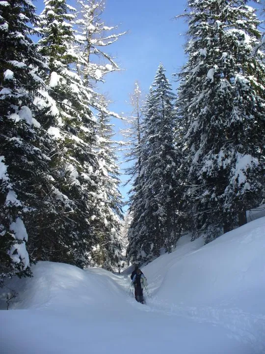 Malga Grava - Il bosco si infittisce