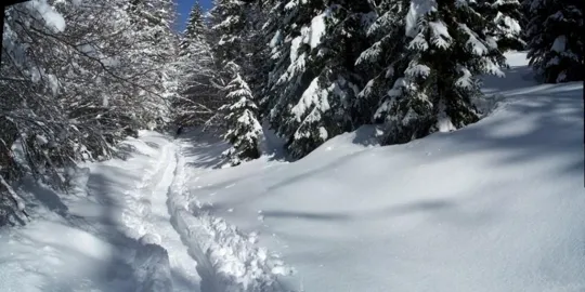 Malga Grava - Una bella panoramica nel bosco