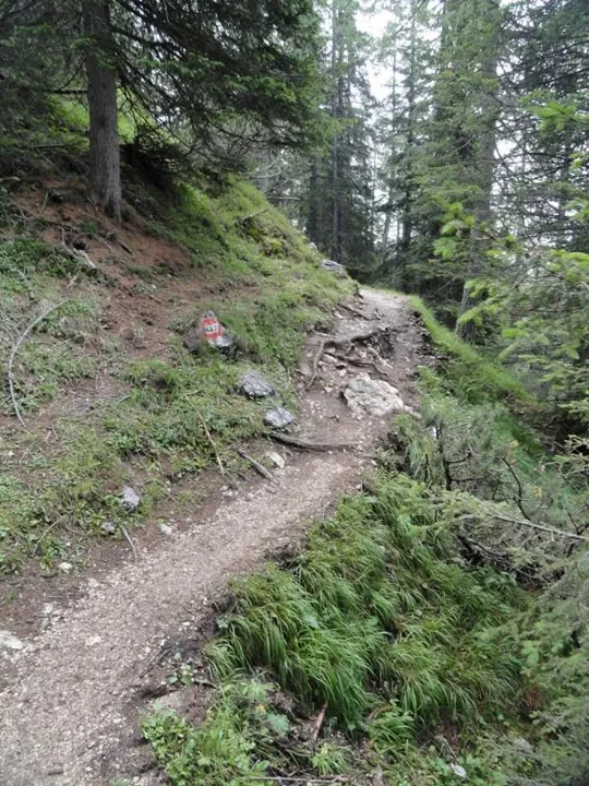 Orme Dinosauri - Sentiero nel bosco