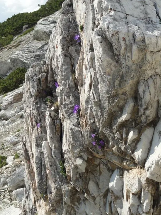 Orme Dinosauri - Campanule tra le fenditure