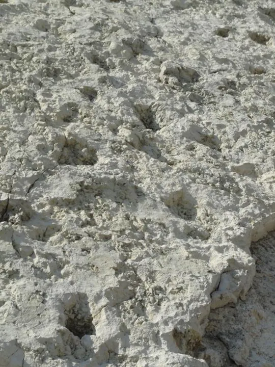 Orme Dinosauri - primo piano sulla pista C