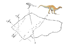 Orme Dinosauri - Mappa schematica delle impronte