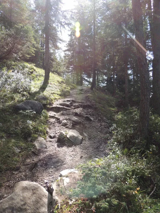 attraverso  il bosco