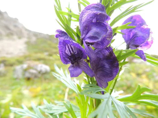 Aconitum Ferox