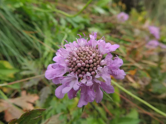 Fiore di scabiosa
