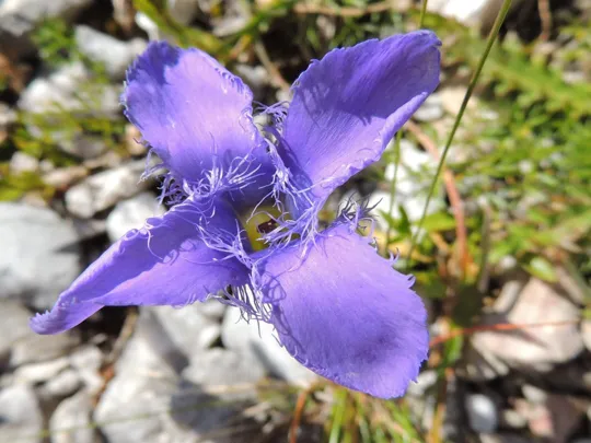 Fiore di Genziana sfrangiata