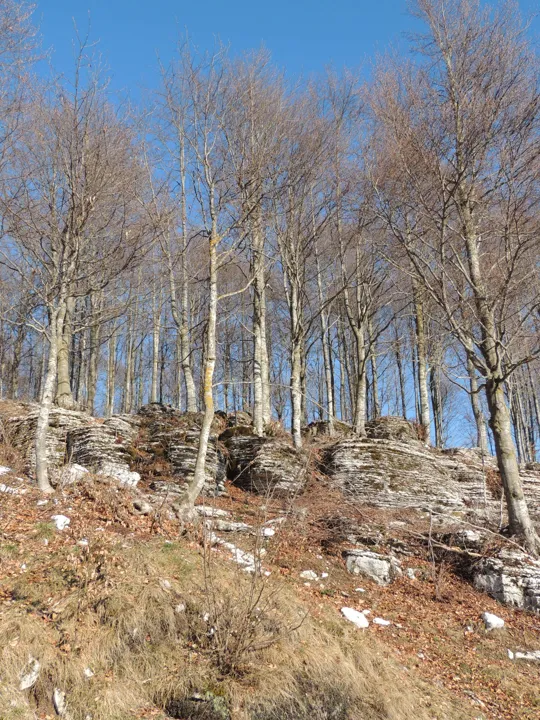 Boschetto di Faggio sulle tipiche rocce della Lessinia