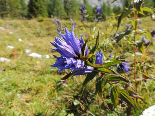 Fiore di Genziana