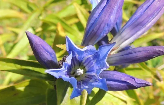 Genziana Asclepiadea, particolare