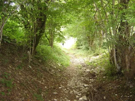 Spitzknotto Spizegonotto: nel bosco