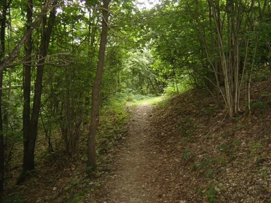 Spitzknotto Spizegonotto: nel bosco