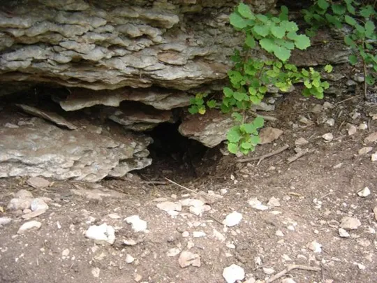 Spitzknotto Spizegonotto, una tana