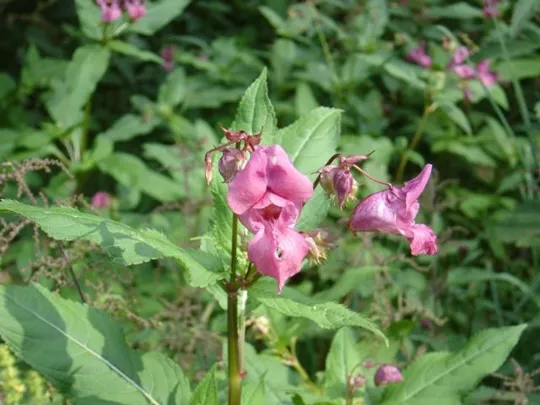 Spitzknotto Spizegonotto: Fiori...