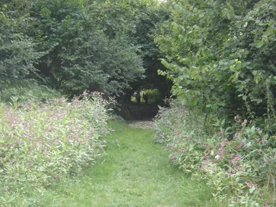 Spitzknotto Spizegonotto: Il sentiero entra nel bosco