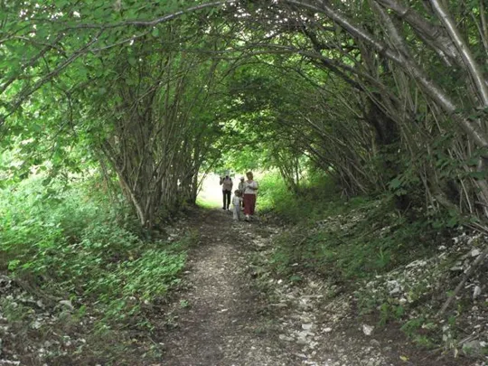 Spitzknotto Spizegonotto: Galleria d'alberi