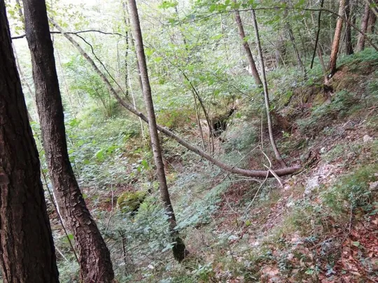 Trincerone di Grigno - l'ingresso seminascosto di un bunker nel bosco