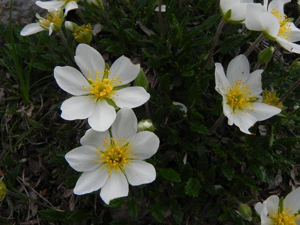 Pal Piccolo Alpi Carniche - fiore