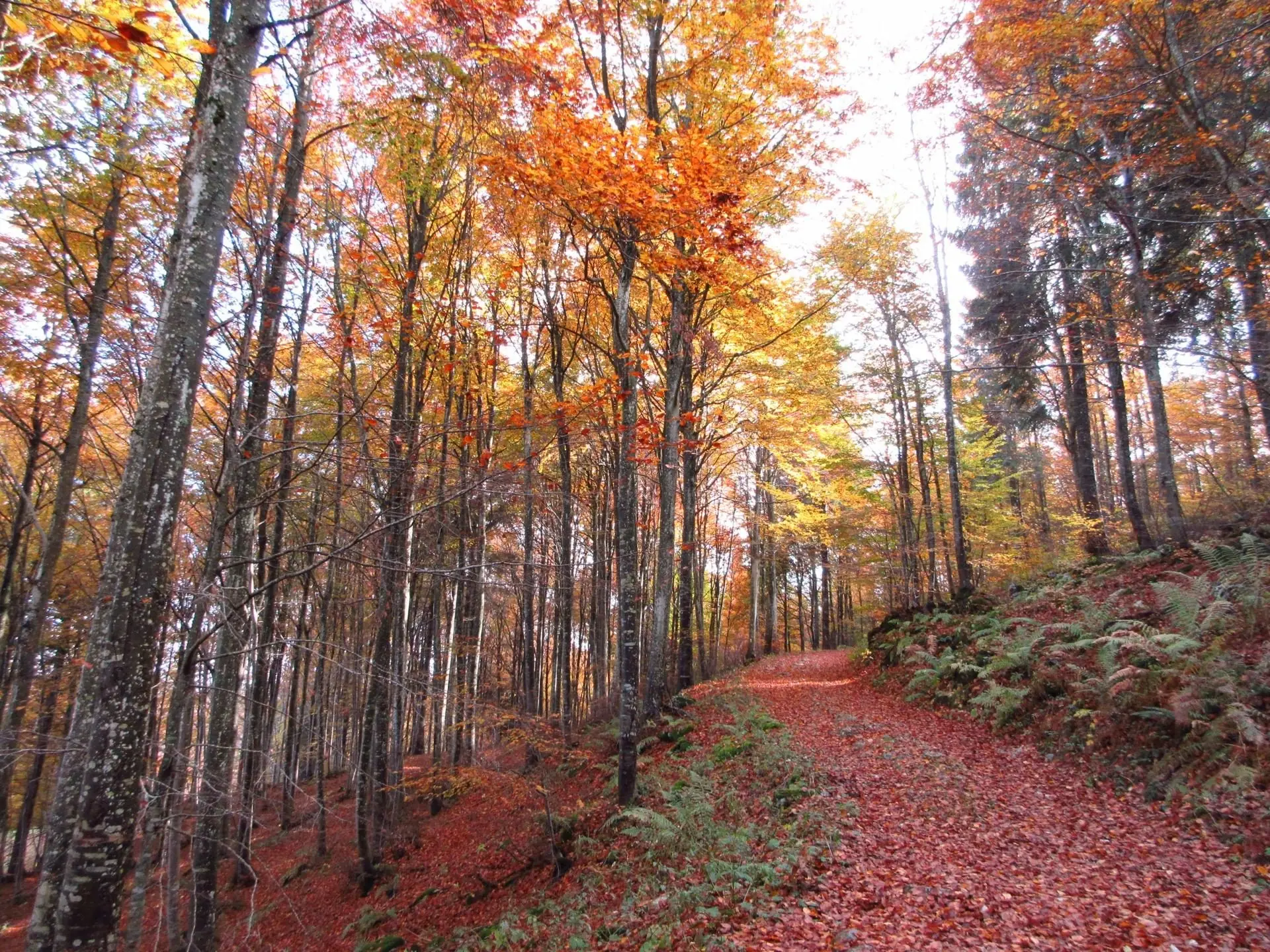 Quando il bosco cambia colore